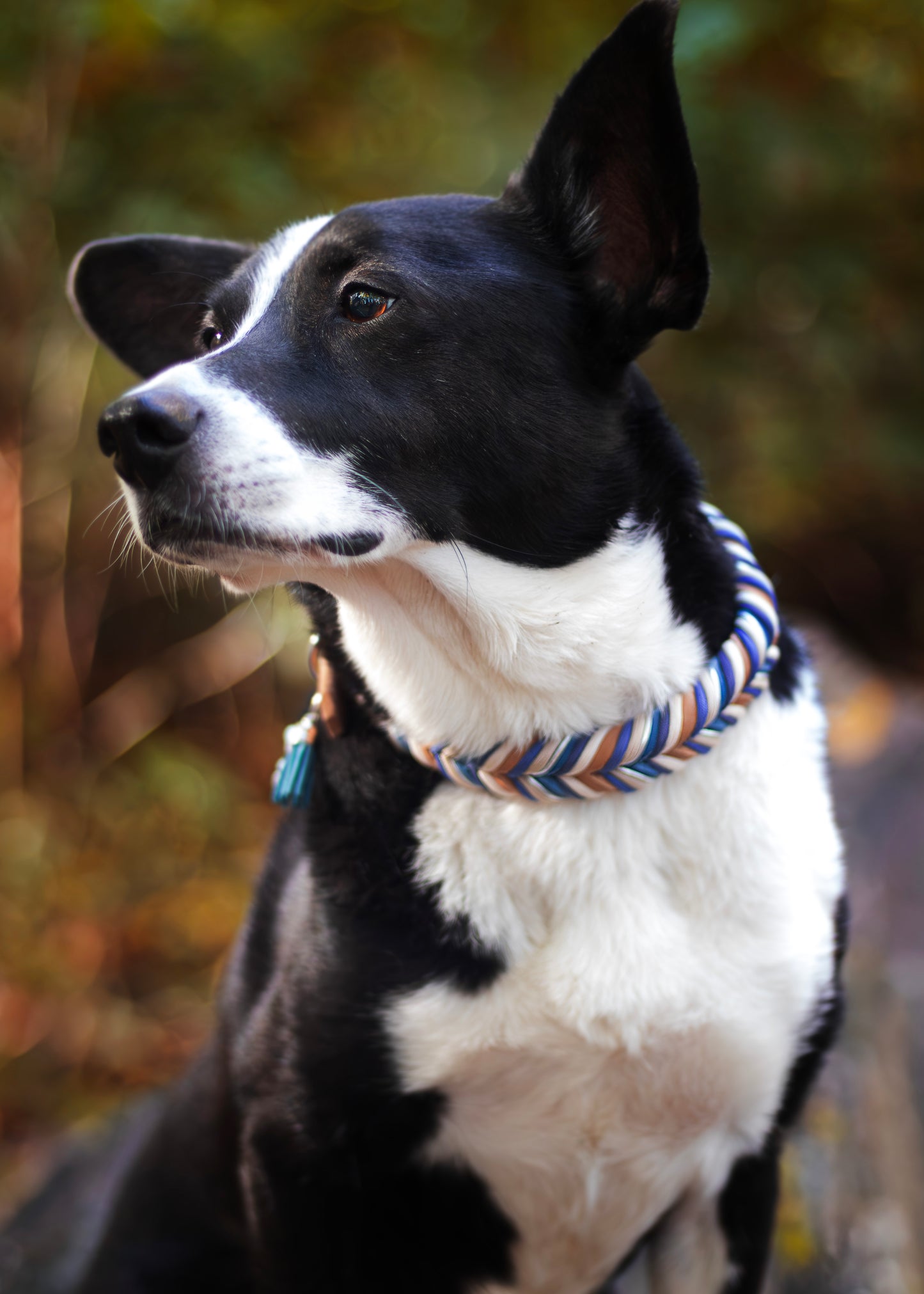 WOODPECKER Greased Leather Collar