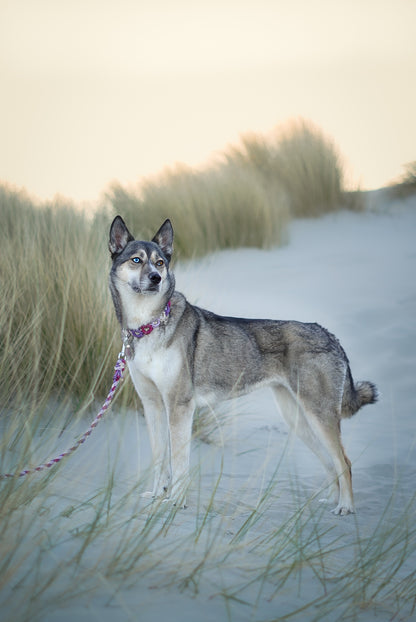 Kolibri Halsband ( 4 Farben)