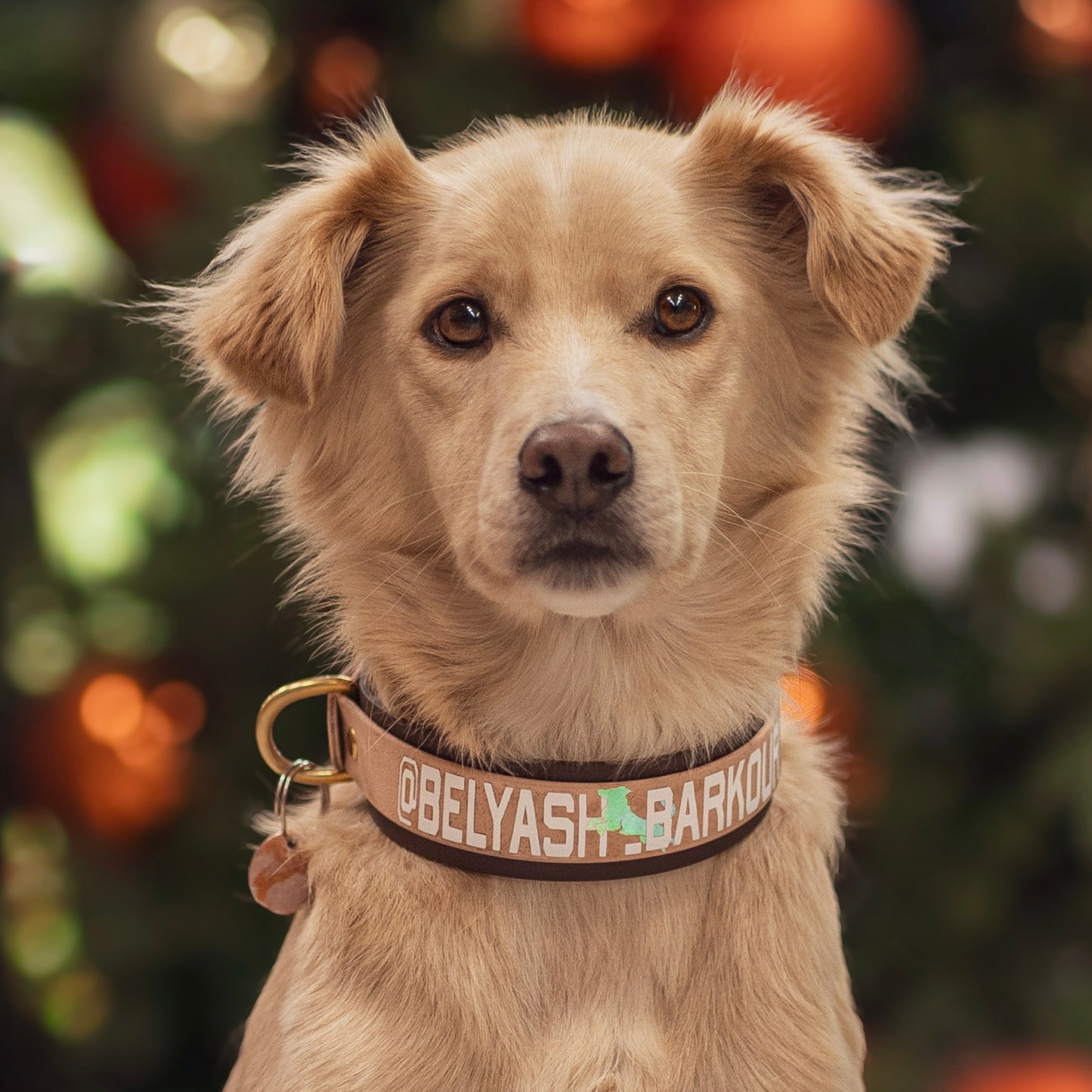 Halsband BioThane® 38mm unterlegt / verstellbar (KONFIGURATOR)