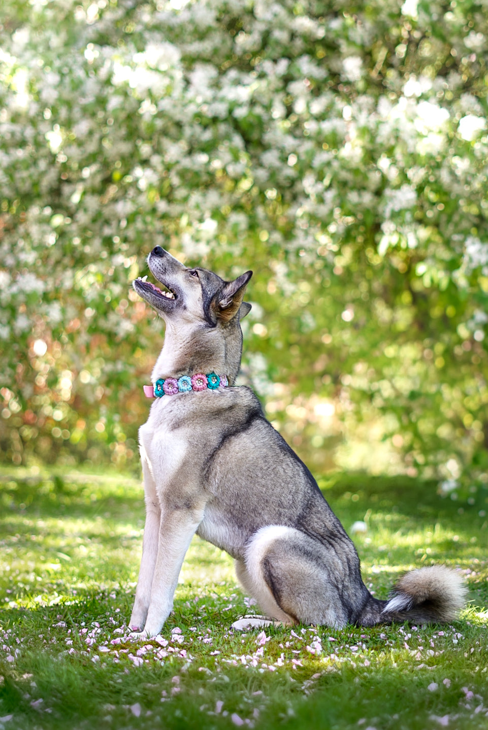 Kolibri Halsband ( 4 Farben)