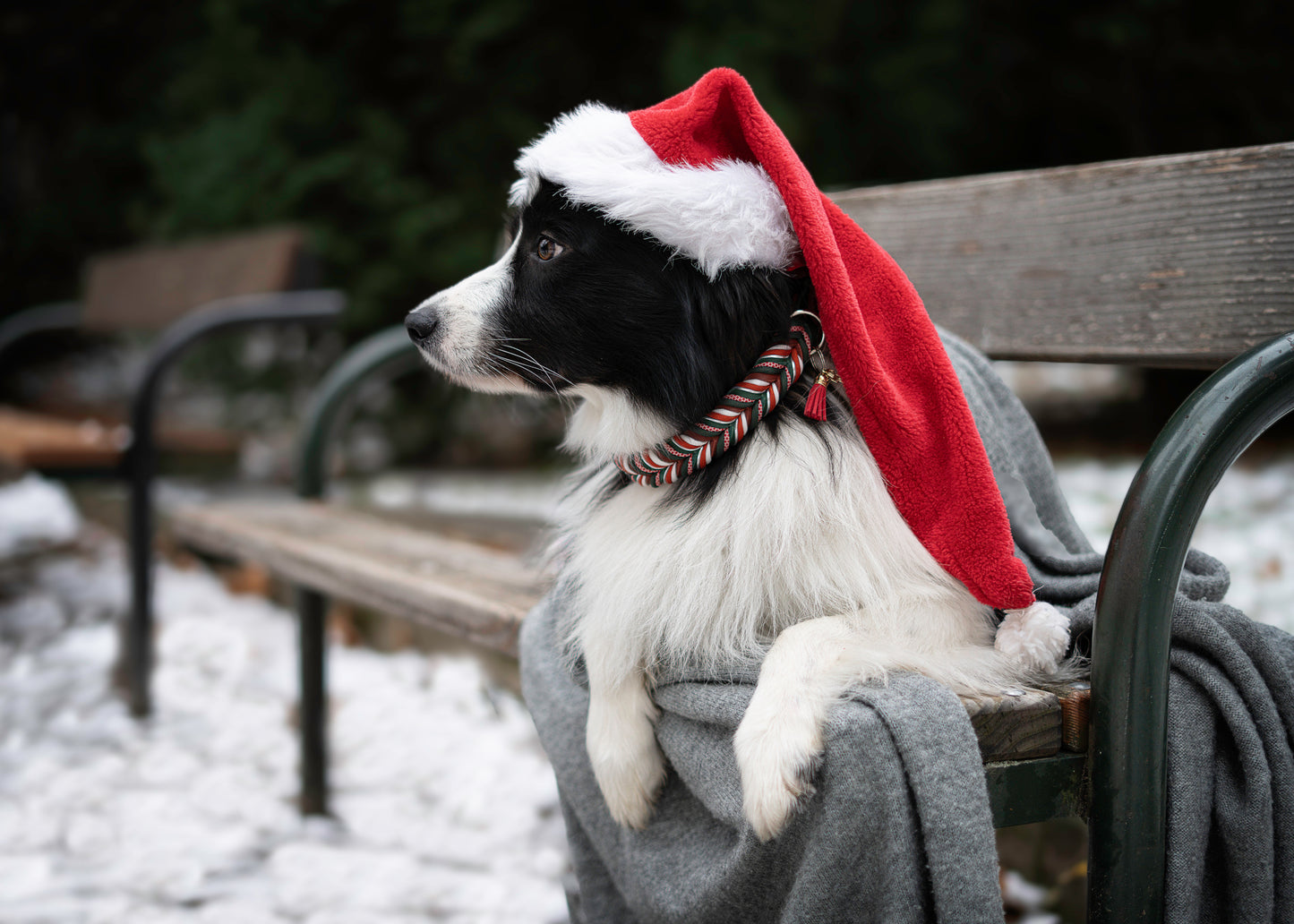 WOODPECKER Fettleder Halsband