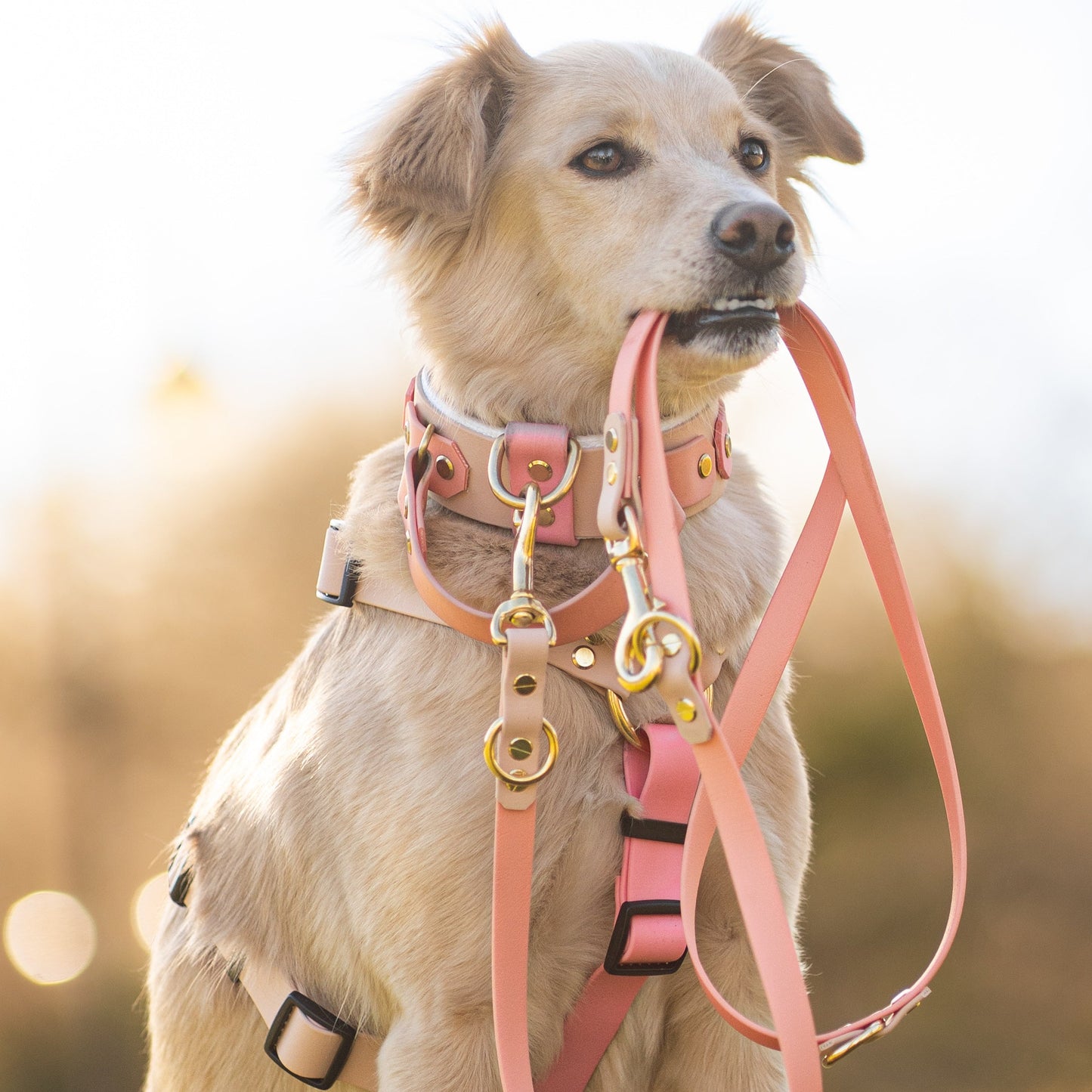 Leash Deluxe 1.5 - 3 Meters / BioThane® / CONFIGURATOR