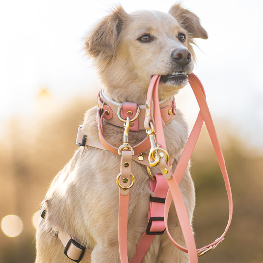 Leine  Deluxe 1,5 - 3 Meter / BioThane® /KONFIGURATOR