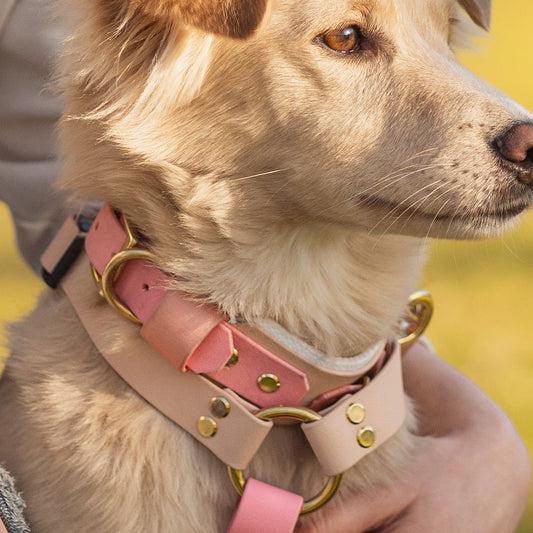 Halsband mit Griff BioThane® 38mm (KONFIGURATOR)