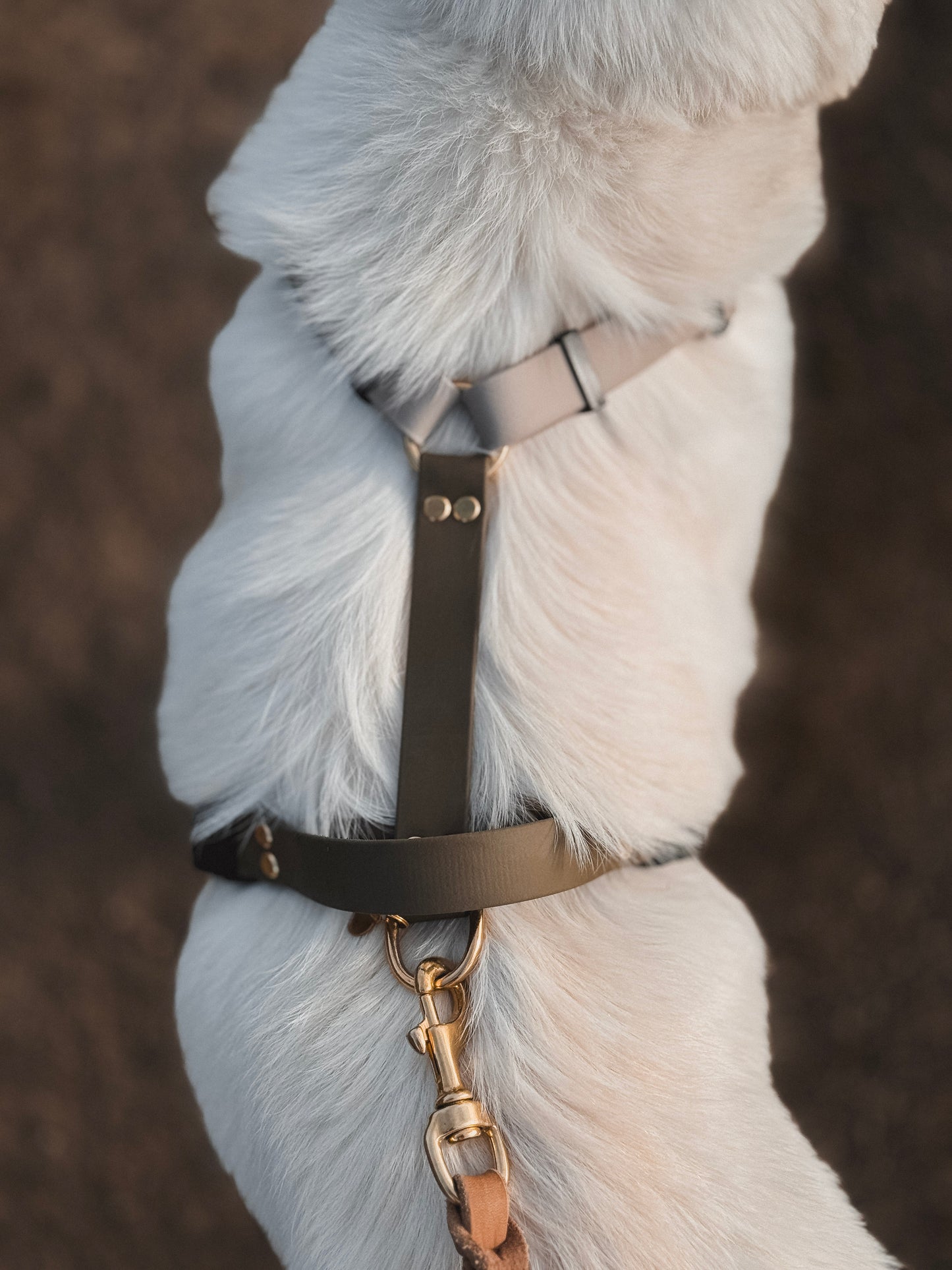 BioThane® Lead Harness 1-2 Colors / 5-Way Adjustable (CONFIGURATOR)