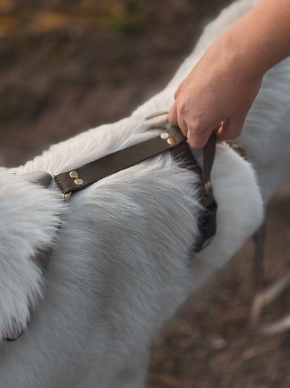 BioThane® Lead Harness 1-2 Colors / 5-Way Adjustable (CONFIGURATOR)