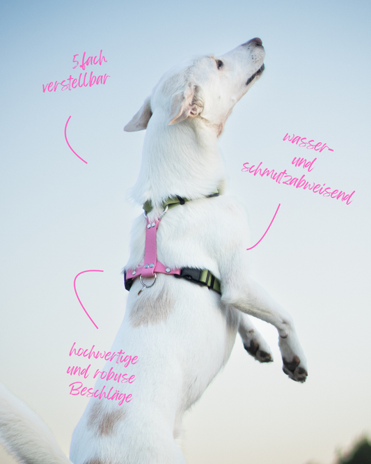 Führgeschirr BioThane® 1-2 farbig / 5-fach verstellbar